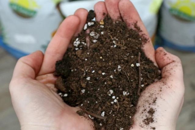 Horticole-mise-en-pot-handicape